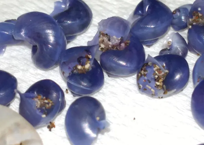 Ocean Front La Maresia 2 Taganana